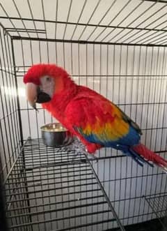 Red macaw parrot check for sale  0336/9868/428