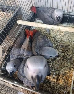 African grey parrot for sale. 0319-4340-226