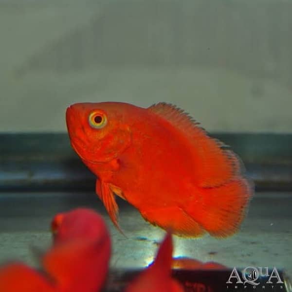 red oscar , lemon oscar , albino channa , blackberry dollar , guppy 0