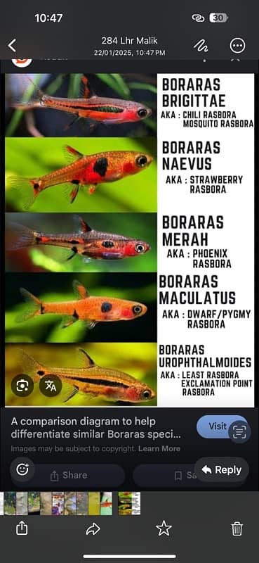 red oscar , lemon oscar , albino channa , blackberry dollar , guppy 6