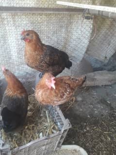 hen setup for sale