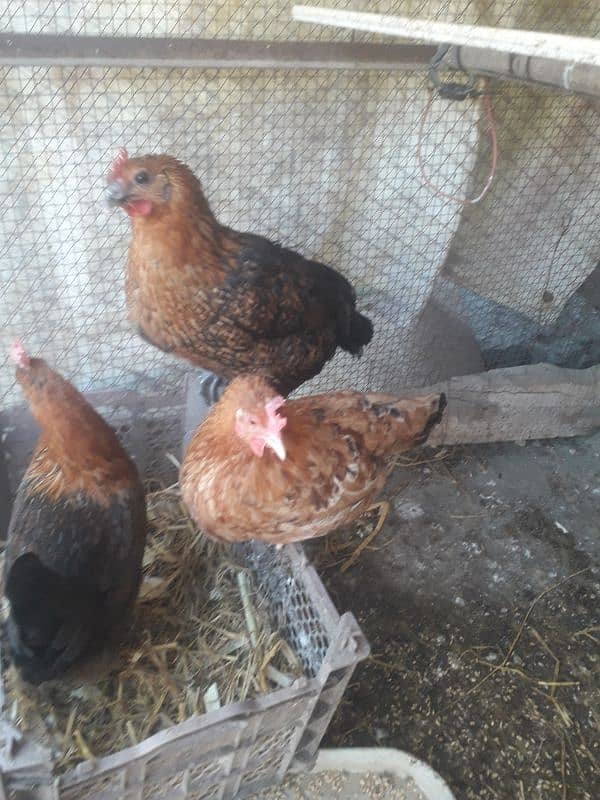 hen setup for sale 0