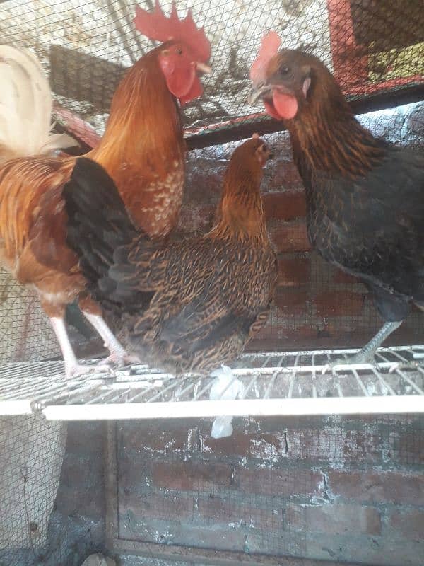 hen setup for sale 1