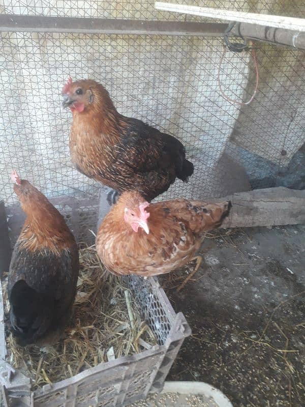 hen setup for sale 2