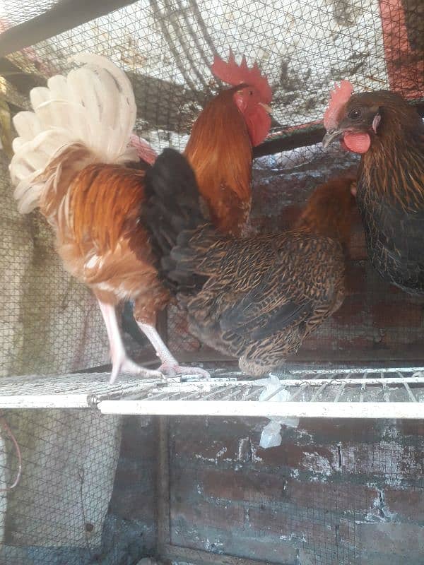 hen setup for sale 3