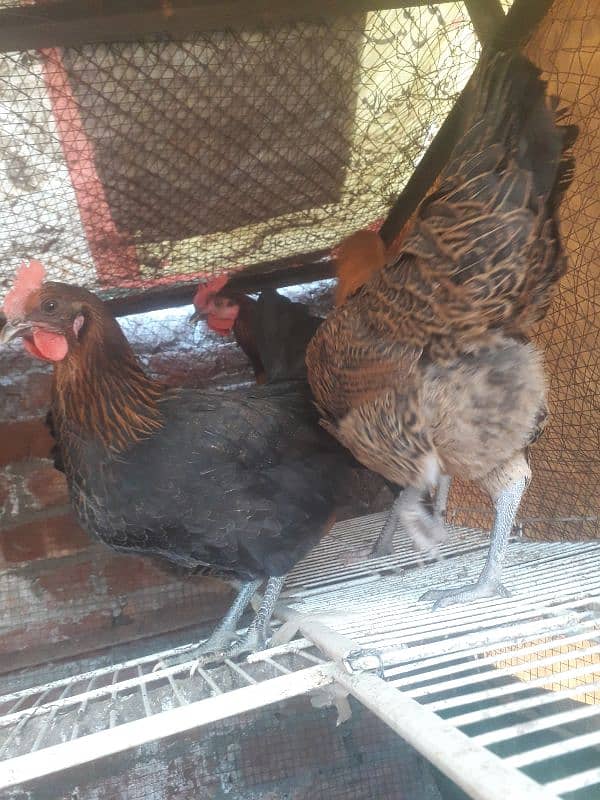 hen setup for sale 4