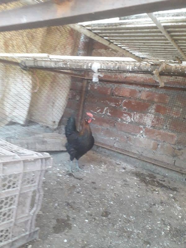 hen setup for sale 7