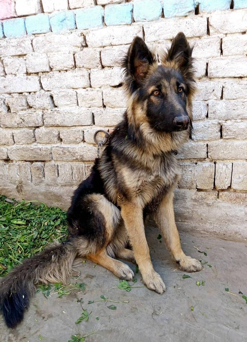 German Shepherd male Dog | Long Coat Dog | Dog For Sale | GSD 2