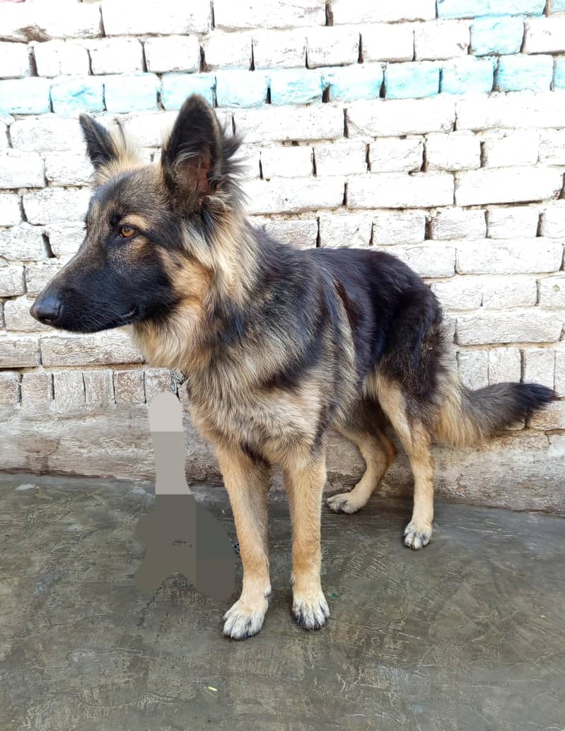 German Shepherd male Dog | Long Coat Dog | Dog For Sale | GSD 3