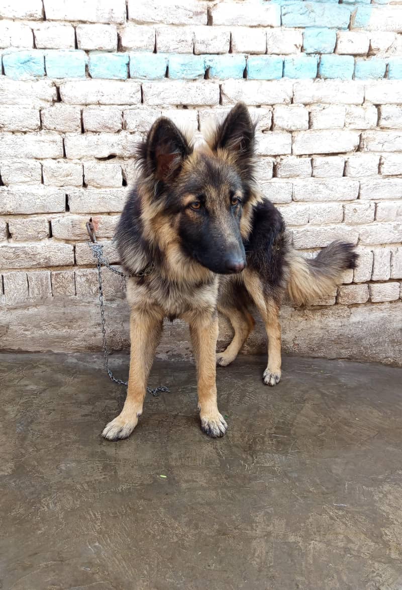 German Shepherd male Dog | Long Coat Dog | Dog For Sale | GSD 4