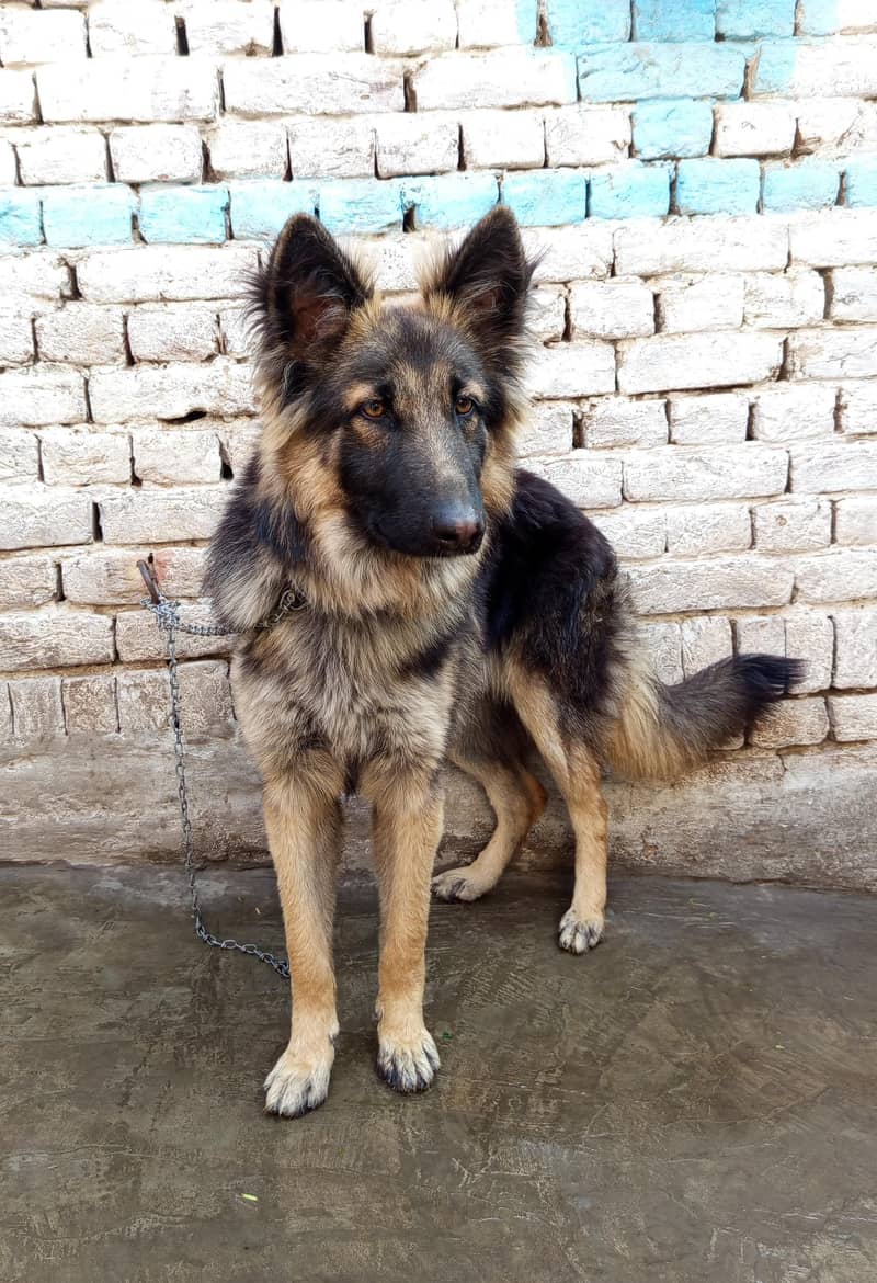 German Shepherd male Dog | Long Coat Dog | Dog For Sale | GSD 5