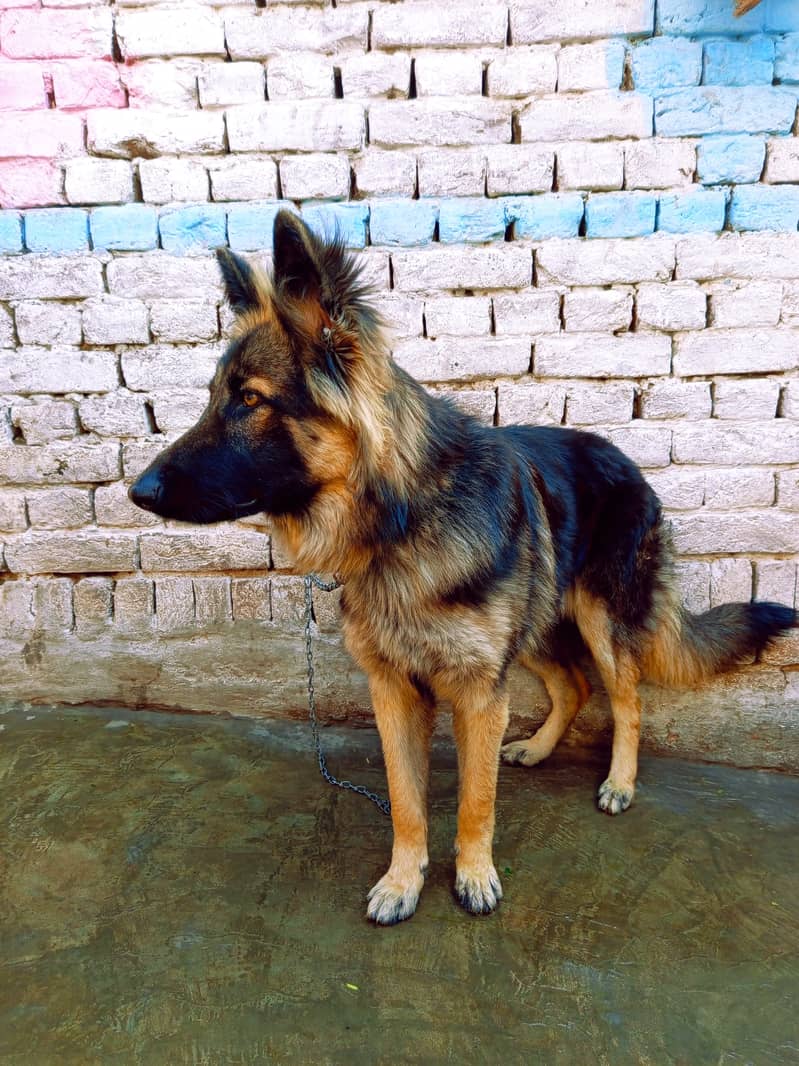 German Shepherd male Dog | Long Coat Dog | Dog For Sale | GSD 6