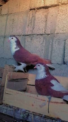 pigeons