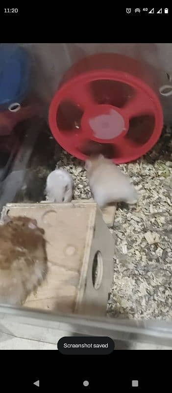 long Hair adult breeder Hamster 2