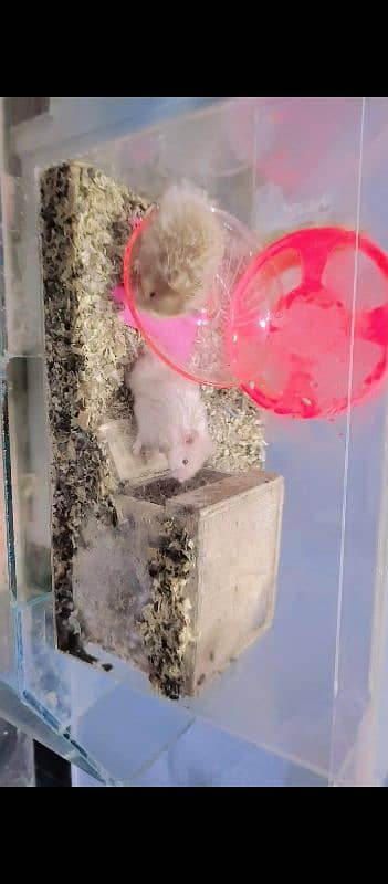 long Hair adult breeder Hamster 3