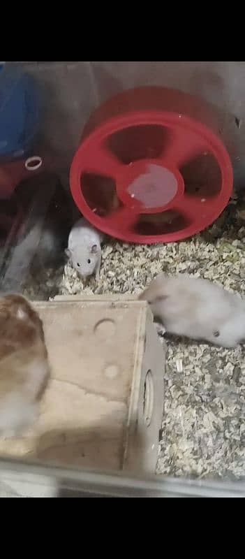 long Hair adult breeder Hamster 4