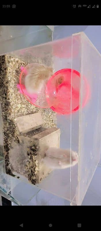 long Hair adult breeder Hamster 5