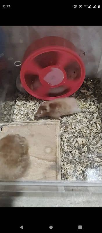 long Hair adult breeder Hamster 6