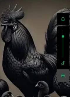 ayam cemani