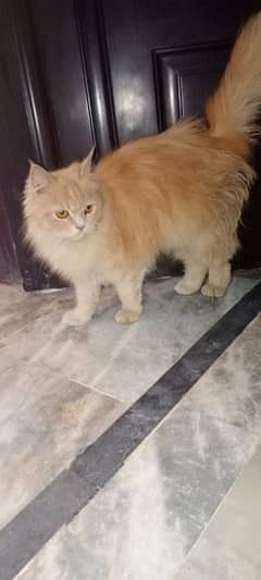 Persian cat female