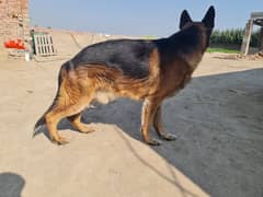 German shepherd