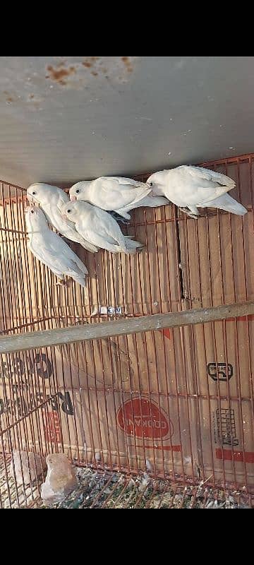 albino decino pastlino lovebirds 7