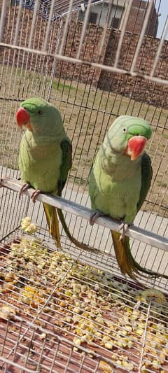 pair of raw parrot