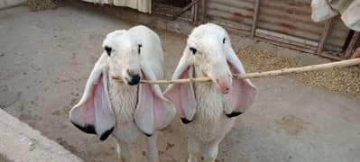 Sheep Pair | Kajla |Dumba| 8 months |Janwar| call 0331-2808410