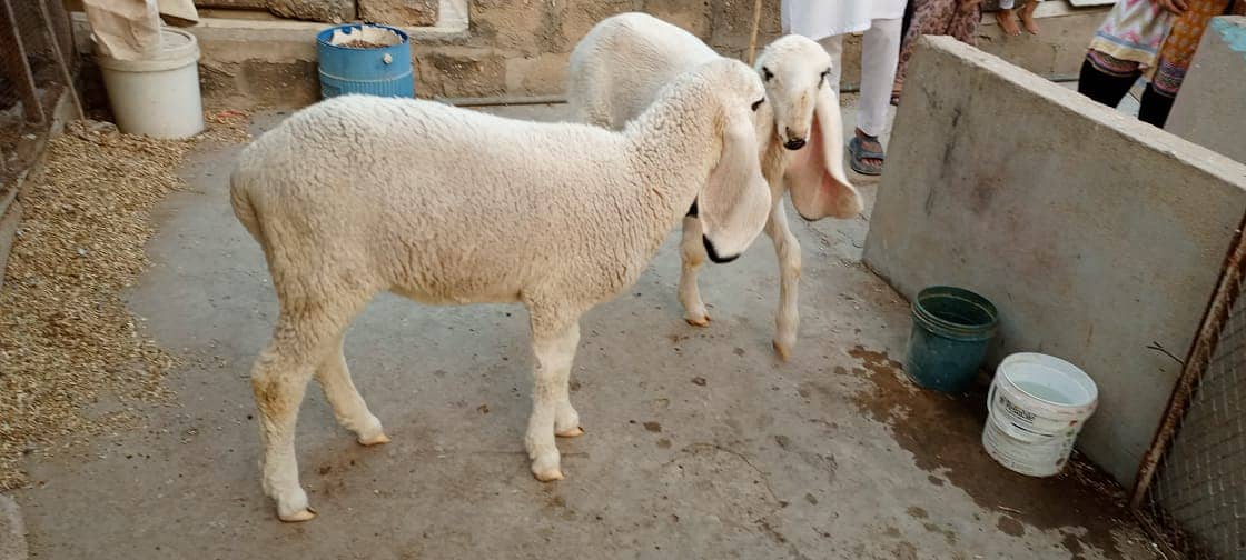 Sheep Pair | Kajla |Dumba| 8 months |Janwar| call 0331-2808410 3