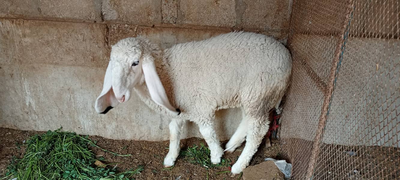 Sheep Pair | Kajla |Dumba| 8 months |Janwar| call 0331-2808410 2