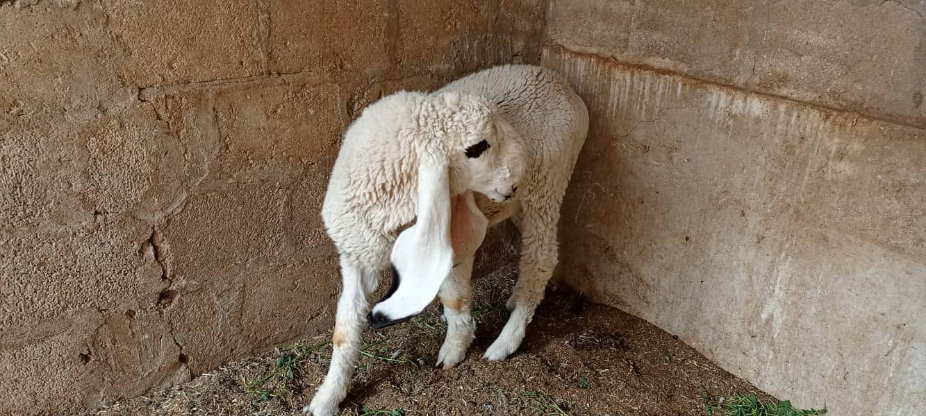 Sheep Pair | Kajla |Dumba| 8 months |Janwar| call 0331-2808410 1