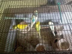 Australian parrots with cage  for sale