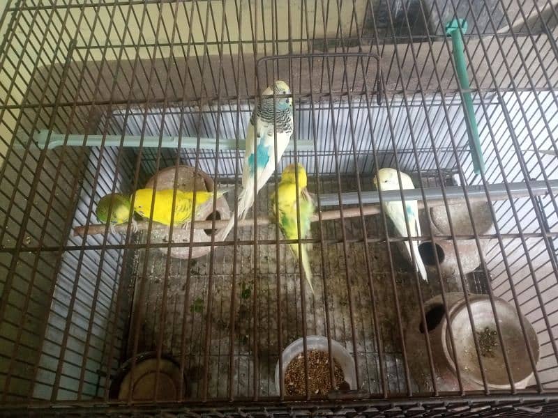 Australian parrots with cage  for sale 0