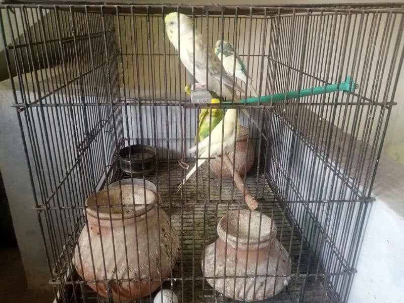 Australian parrots with cage  for sale 1