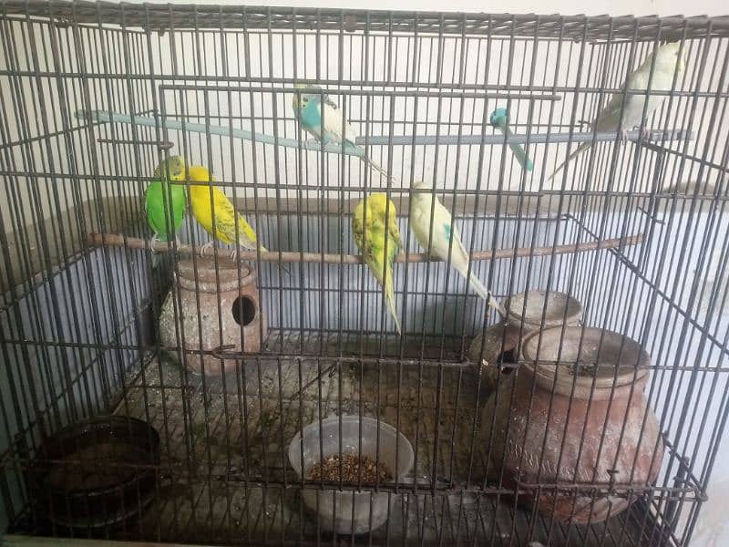 Australian parrots with cage  for sale 2