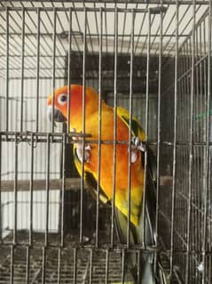 Suncnore male and love birds for sale.