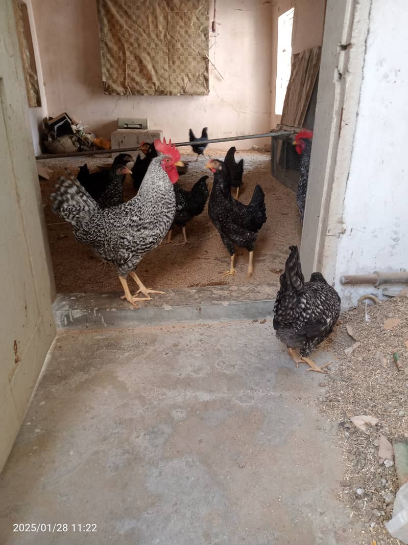 2 male and 8 female chicken Plymouth 7 months 0