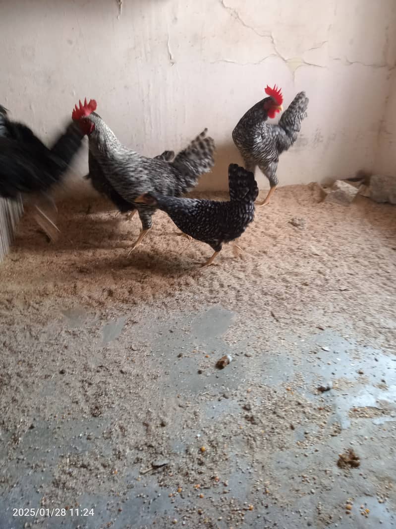 2 male and 8 female chicken Plymouth 7 months 1