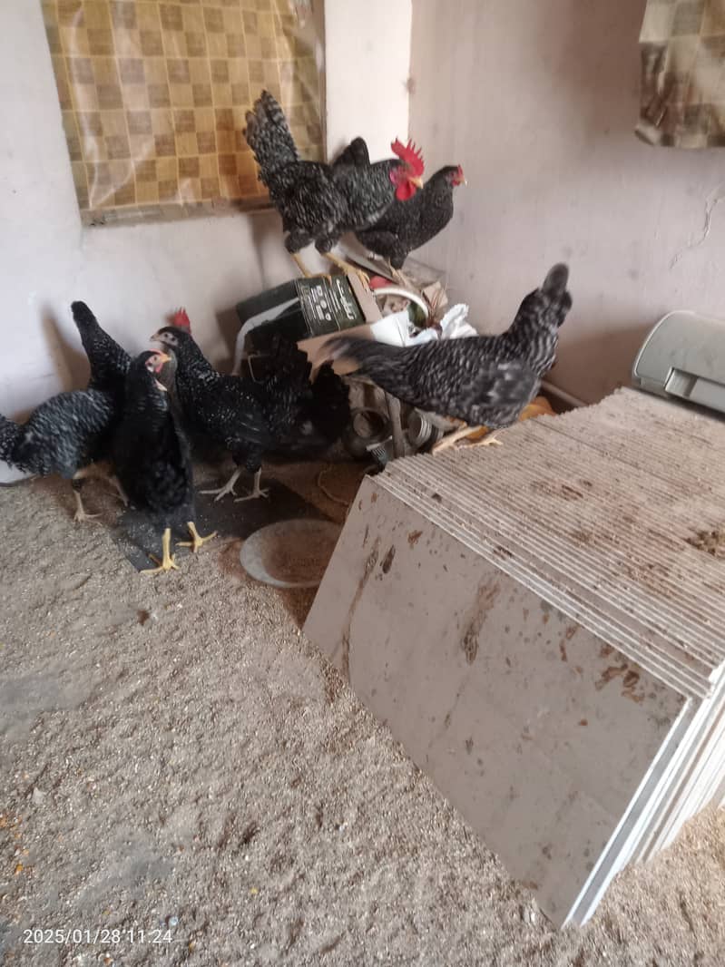 2 male and 8 female chicken Plymouth 7 months 2