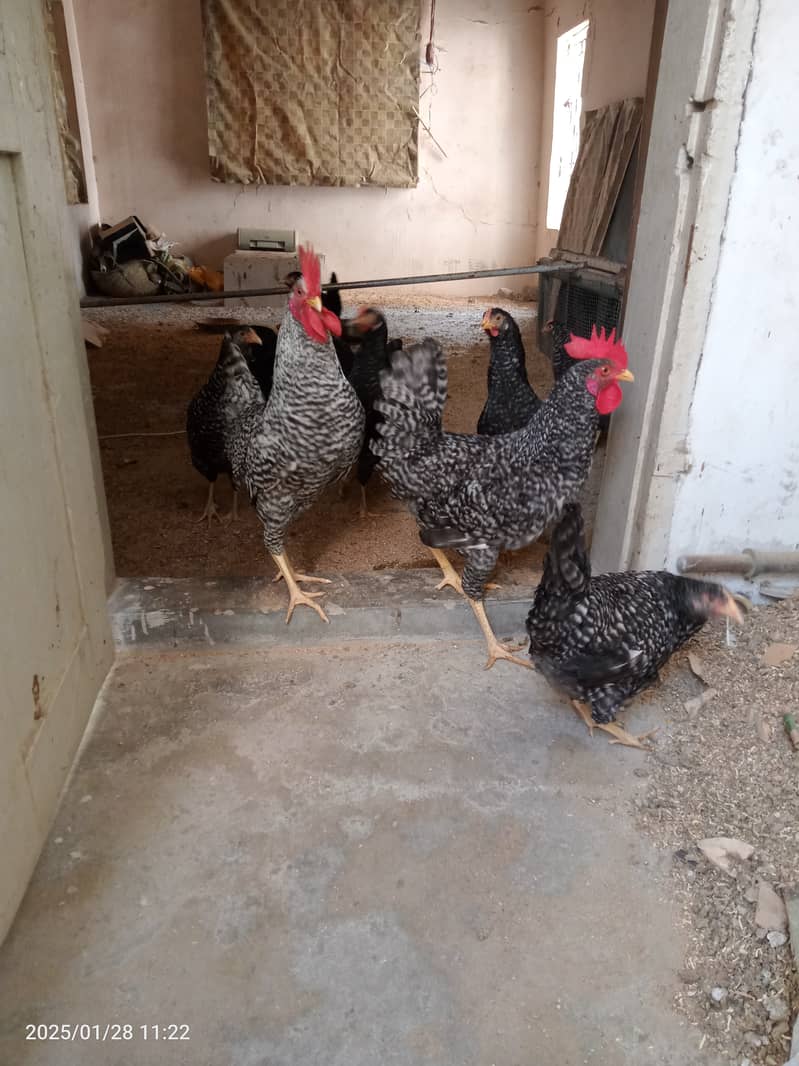 2 male and 8 female chicken Plymouth 7 months 3