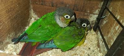 Conure