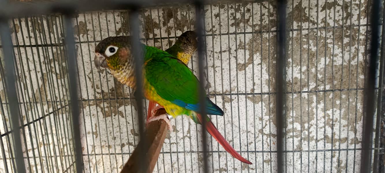 Conure Yellow Sided Cheeks with DNA 3