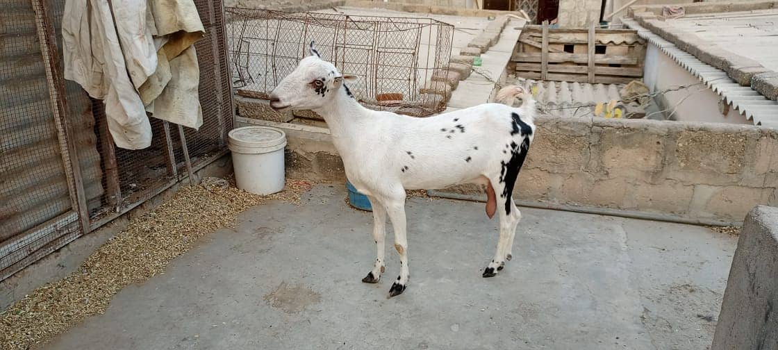 Dumba | Sheep Pair | Goat | Bakra | Bakraeid| Janwar| 0331-2808410 1