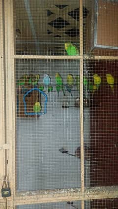 Budgie pairs