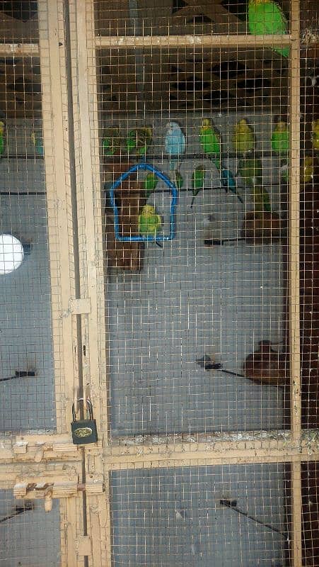 Budgie pairs 1