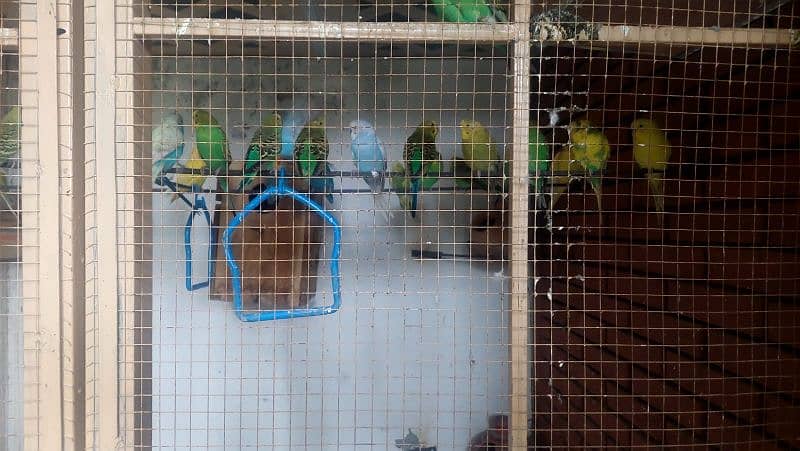 Budgie pairs 2