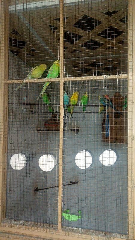 Budgie pairs 4