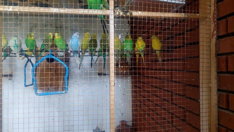 Budgie pairs 5