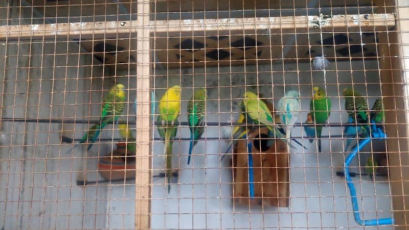 Budgie pairs 6