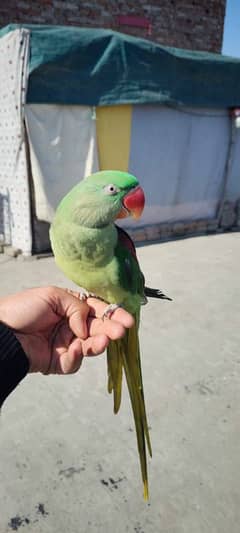 Raw parrot Female For Sale